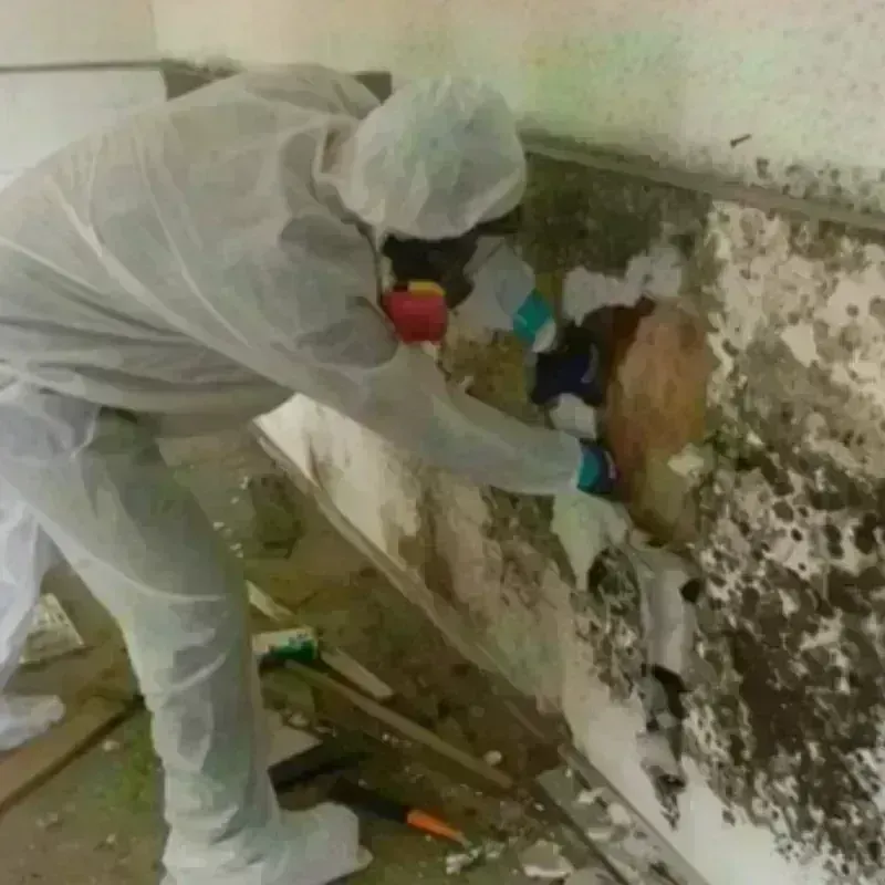 Mold Remediation and Removal in Anahuac, TX